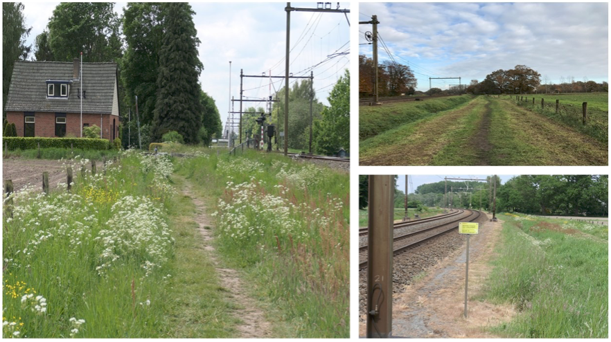 Bijenlint Leuvenheim | Landschapsnetwerk